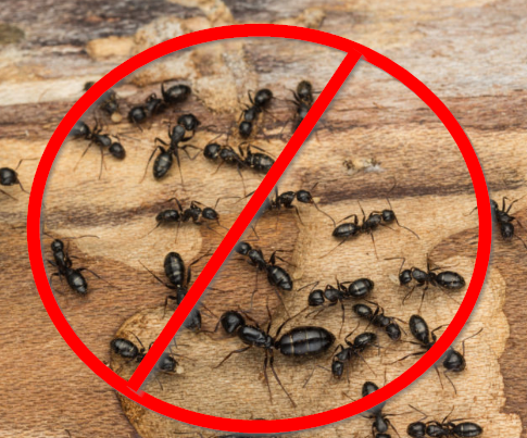 carpenter ants colony in edmonton