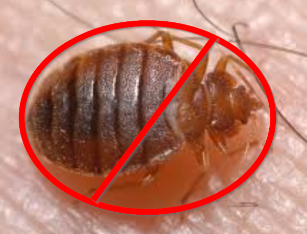 kill bed bugs