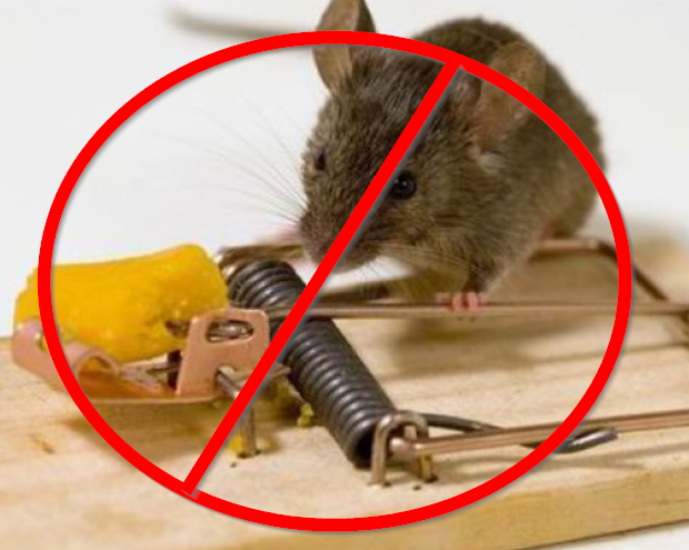 mice removal in edmonton