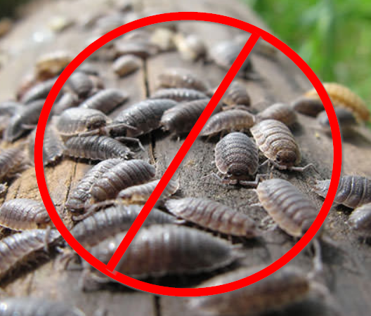 sow bugs infestation