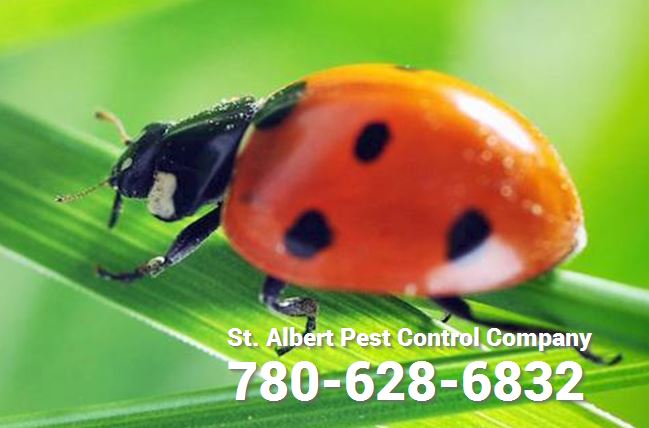 pest exterminator phone number in st albert